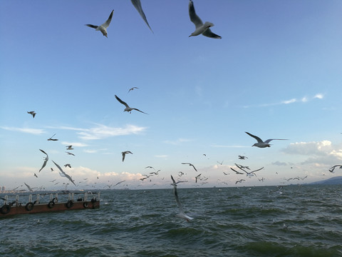 昆明滇池海鸥