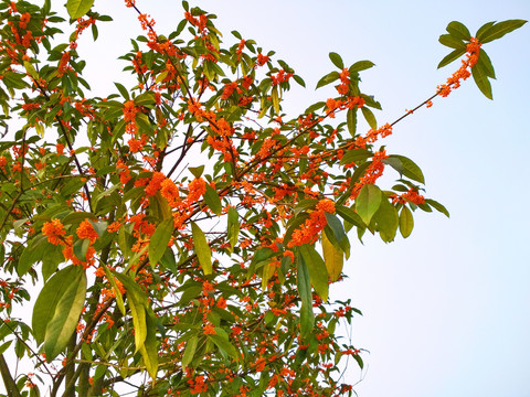 金桂花枝