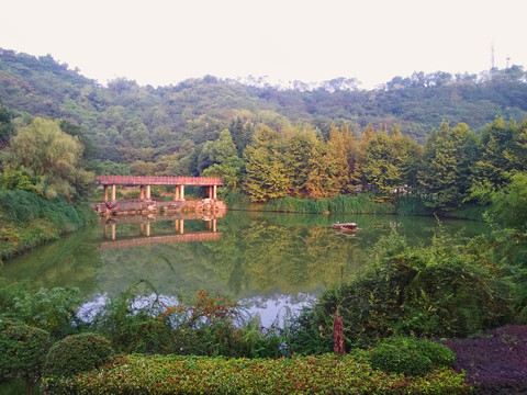 池塘晨景