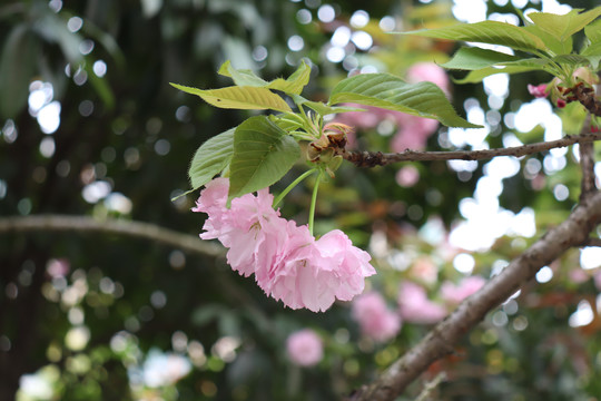 花枝开放