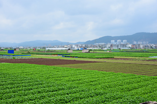 蔬菜基地