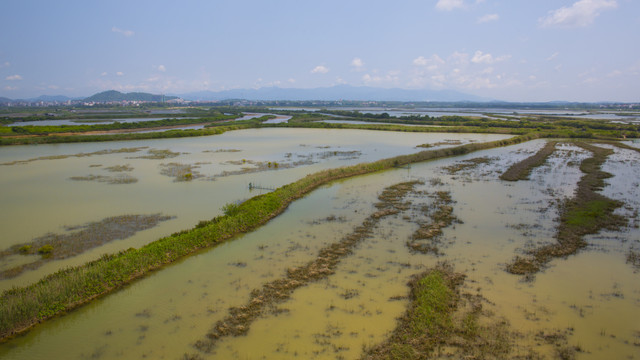 沼泽