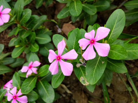 长春花