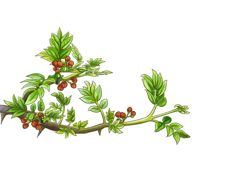 花椒芽插畫香料