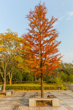 水杉树