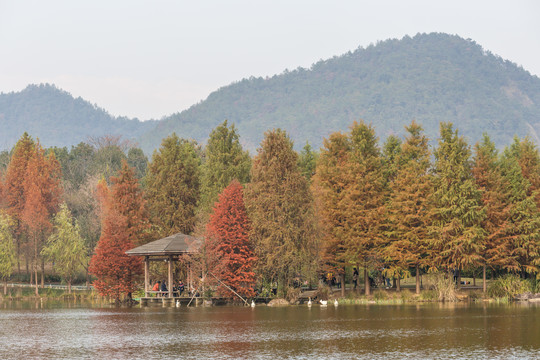 水杉树