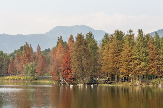 水杉树