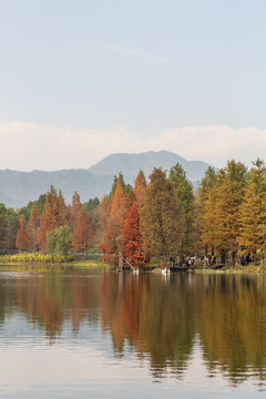 水杉树