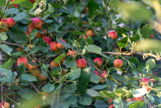 挂满果实的苹果树