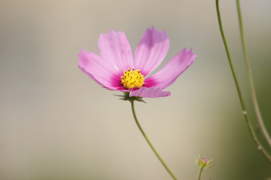 盛开的格桑花