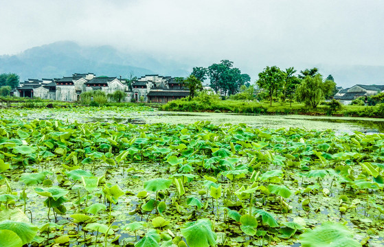 八卦村风光