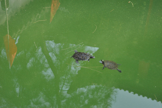 双龟戏水2