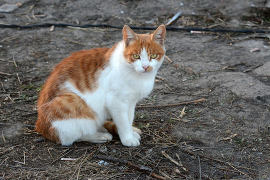 花猫