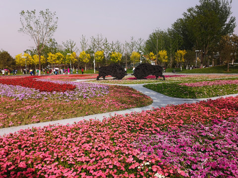 北京园艺博览会的花花草草