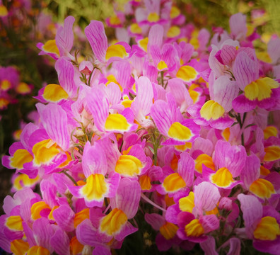 北京园艺博览会的花花草草