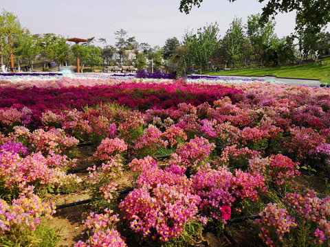 北京园艺博览会的花花草草