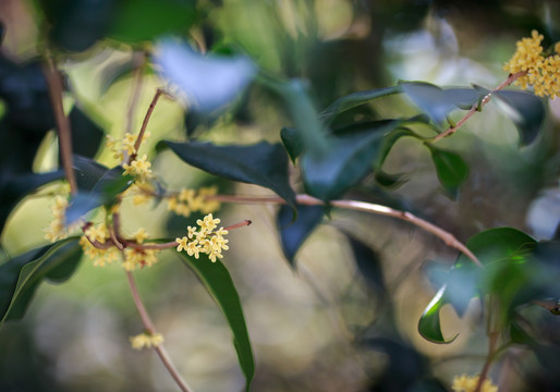 桂花