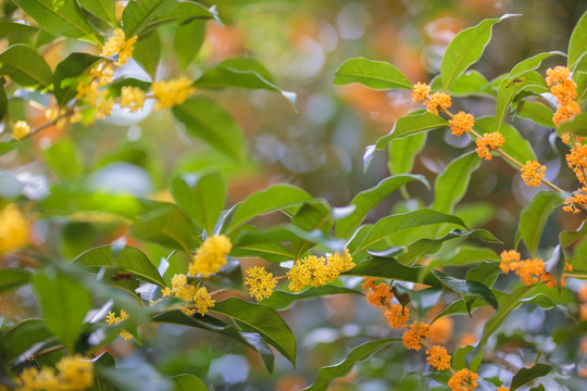 桂花