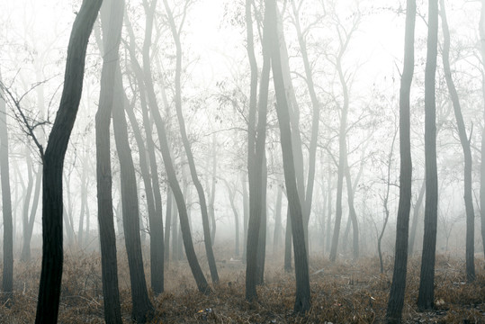晨雾中的梦幻树林