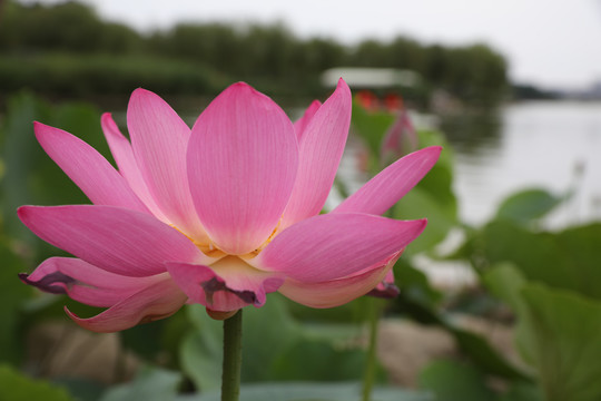 荷花特写