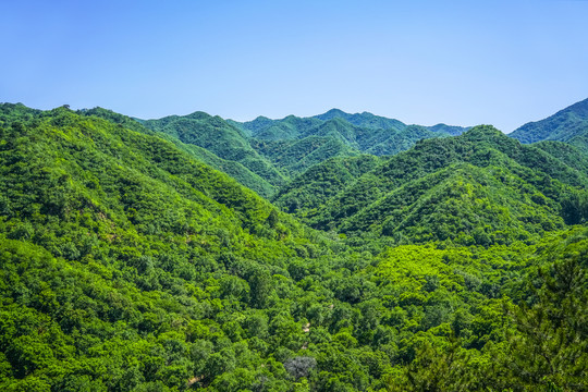 绿树青山高清大图