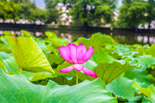 荷花特写