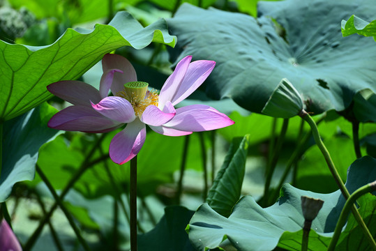 荷花