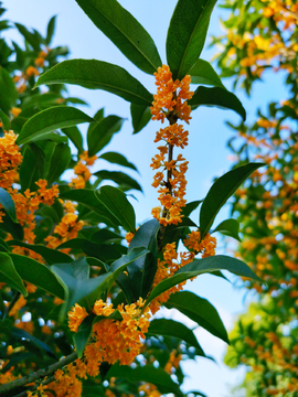 桂花树枝