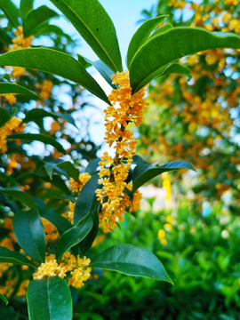 桂花树枝