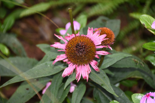 松果菊