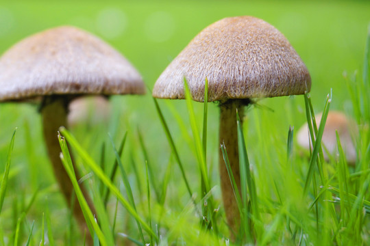 雨后草坪野生的蘑菇