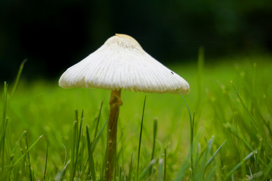 雨后草坪野生的蘑菇