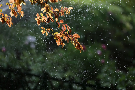 雨中的树叶