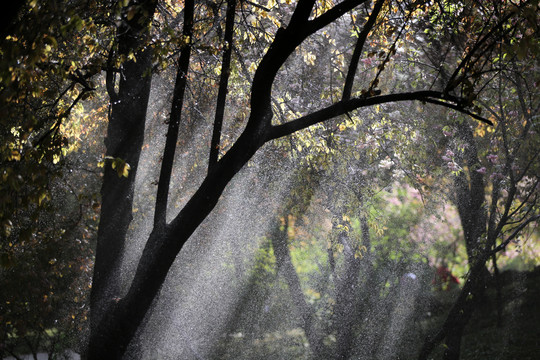 树林的雨