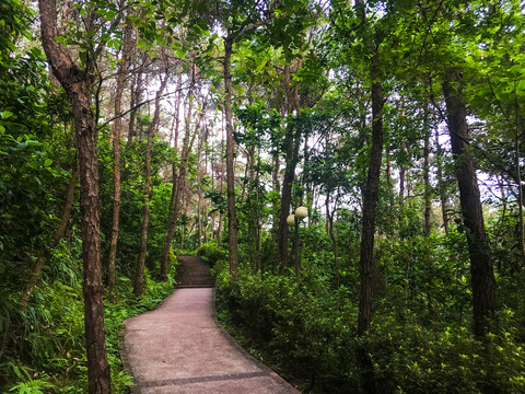 森林公园登山道