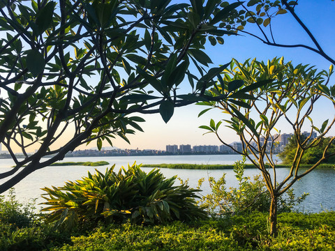 晨曦中的波海湖公园