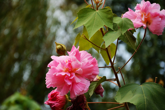 芙蓉花开