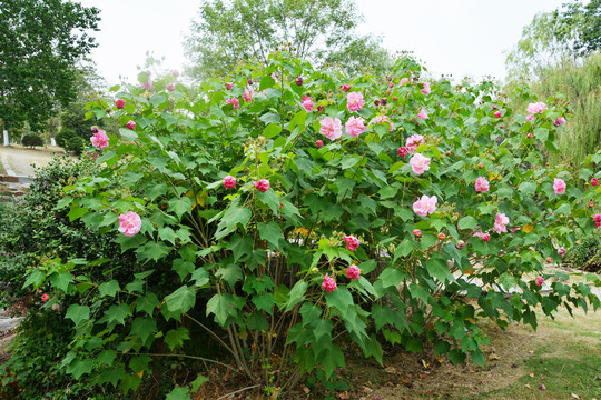 木芙蓉