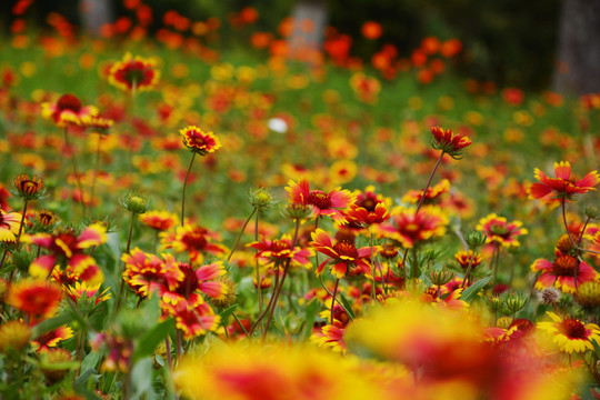 菊花田