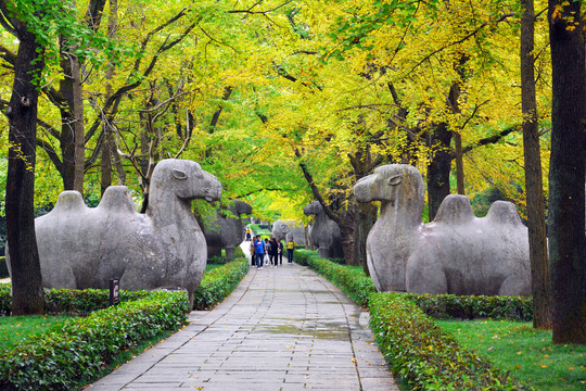 明孝陵石象路美景