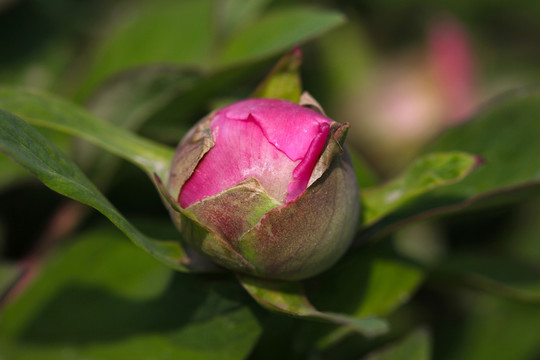 牡丹花花苞