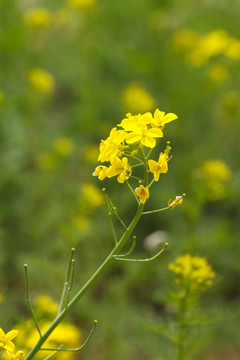 油菜花特写