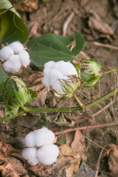 棉花种植