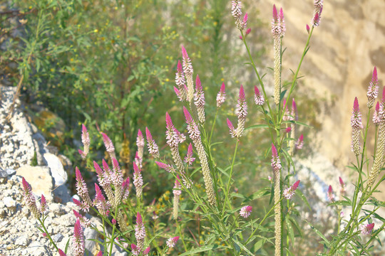 野花野草