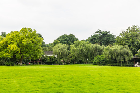 阳光草地绿树林