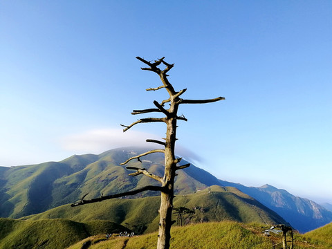 山上枯树