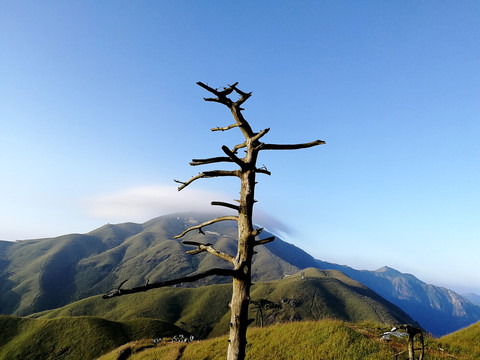 山顶枯树