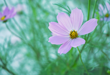 格桑花