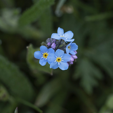 小花