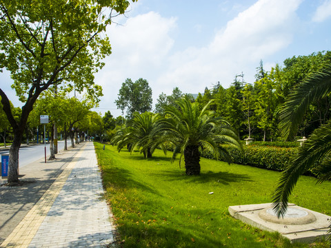 上海绿植街景